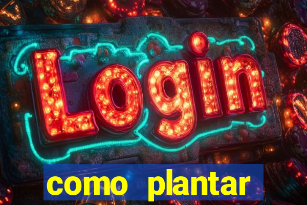 como plantar gergelim no vaso